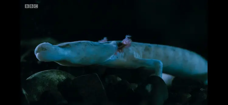 Olm (Proteus anguinus anguinus) as shown in Seven Worlds, One Planet - Europe
